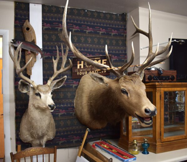 Big Game Taxidermy Collection $1950 MUSK OX, CARIBOU MULE DEER, ELK